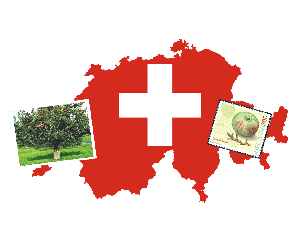Apple Stemcell Uttwiler Spatläuber